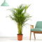 Exotische, große Goldfruchtpalme XXL, Areca-Palme, echte Zimmerpflanze, Topfgröße 24 cm, Höhe circa 150 cm, Zimmerpflanzen für die Wohnung oder das Büro, Pflanzenversand