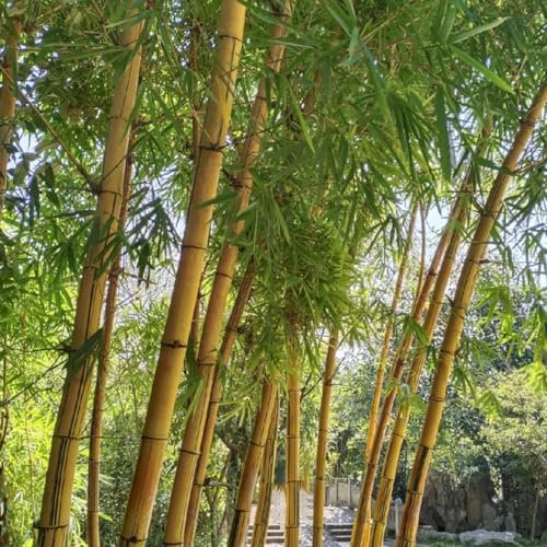 300 pcs bambus samen gartenpflanzen winterhart mehrjährig bambus pflanze winterharte kübelpflanzen bambus samen winterhart stauden winterhart mehrjährig winterharte pflanzen pflanzen