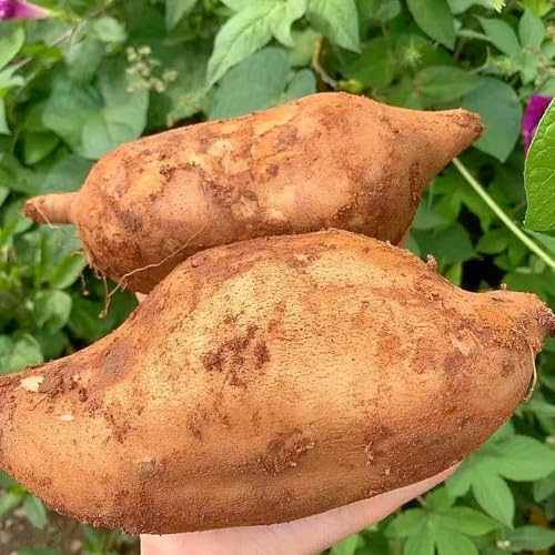 Yacon Balkon deko exotische zimmerpflanzen steingartenpflanzen kräutergarten dekopflanzen topfpflanzen obstbäume spalierobst hochbeete für Garten zwergobstbäume obstsamen Bonsai Topf 550samen