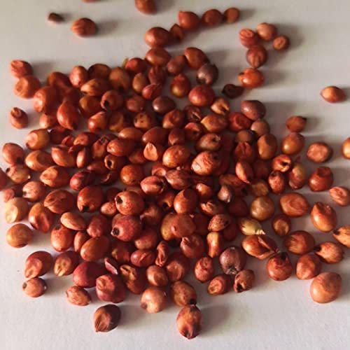 Generic Semillas de caña de azúcar, 100 piezas Semillas de caña de azúcar Fruta vegetal Caramelo de roca Plantas comestibles de fácil crecimiento Semillas de caña de azúcar