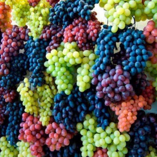 Winterharter Weinstock, Lebende Trauben mit Wurzeln in Farbenmix - Mehrjährig & Einfach für Garten, Spalier und große Kübel-3 Wurzel