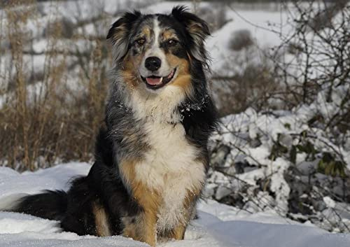 hansepuzzle 29848 - Australian Shepherd Puzzle 130 Teile - Tierwelt Motiv mit hochwertiger Aufbewahrung: Kartonbox und wiederverschließbarem Beutel - Format 28,7 × 20 cm