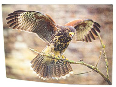 Cornelißen 3D-Postkarte Wüstenbussard, Wackelkarte Hologrammkarte, Ansichtskarte und Grußkarte, Vogel- und Greifvogelmotiv, 16 x 10 x 0,2 cm