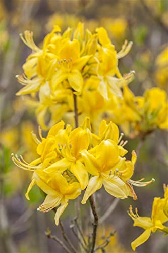 Rhododendron luteum 'Golden Sunset' 40-50 cm - Azalee, goldgelbe Blüten, Blütezeit Mai-Juni, ideal für Rabatten, bienenfreundlich, winterhart