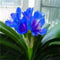 Bonsai clivia seeds, rare of clivia flowers, plants in flower seed dedicated window sills Garden decor 100 pcs 4: Only seeds