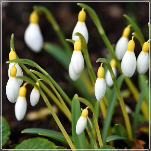 SchneeglöCkchen Blumenzwiebel,Schneeglöckchen Zwiebeln Winterhart,Gartenpflanze, Schneeglöckchen Zwiebeln Winterhart,Mehrjährig,Dekorativ,Zwiebelblume