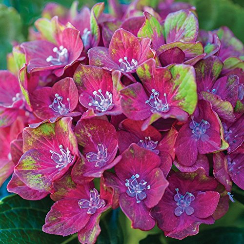 Hydrangea Garden Plants Colour Changing Flowers with Large Bright Blooms for Patio & Borders, 2 x Macrophylla Glam Rock Plant in a 9cm Pot by Thompson and Morgan