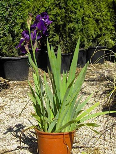 Portal Cool Piante: 3 Iris germanica