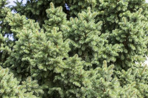 Picea abies 150-175 cm - Gemeine Fichte, immergrün, ideal als Weihnachtsbaum, winterhart, pflegeleicht