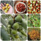 100 pcs Chinesische Jujube Samen - säulenobstbäume bonsai topf Ziziphus Jujuba Baum - obstbäume kaufen zimmerpflanze frisches obst indoor plants obstbäume winterharte kübelpflanzen
