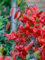 Lilium Red Life | 3 Stück | Knolle | Schnittblume | duftend | Verwildernd | Rot | 100% Blütegarantie | QFB Gardening