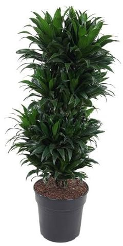 Drachenbaum Dracaena Compacta – Zimmerpflanze – Ø27cm – ca. 100cm hoch – Buschig & dunkelgrün – Pflegeleicht & für Innenräume