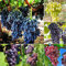 Weintrauben Kernlos Frisch Obst Samen Trauben Pflanzen Winterhart Deko Mix SäUlenobst Kletterpflanzen Winterhart Schnellwachsend Rankpflanzen MehrjäHrig Bio Pflanzensamen Zimmerpflanzen 300Stück