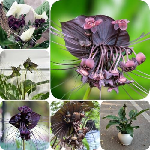 200 pcs Tacca chantrieri, blumenbeet topfpflanzen echt Fledermausblume Pflanze Samen, blumen für balkon garden pflanzen winterhart draußen ausgefallene geschenke winterharte pflanzen