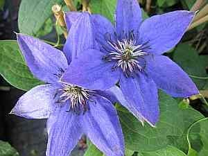 Clematis Parisienne TM Evipo 019 (N) - Waldrebe/Klematis Parisienne 60-100cm