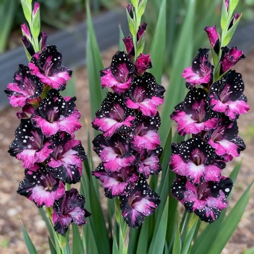 Cormi di gladiolo- Piantare gladioli- Gladiolos resistentes- Attira farfalle e colibrì- Tenacia | Spettacolari- Exposición excelencia jardinería-e-4 rizomi