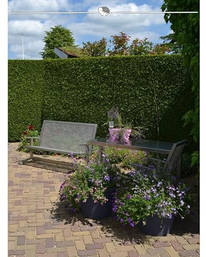 Lebensbaum Thuja Brabant 140-160 cm. Angebot: 20 Koniferen. Thujahecke - Sichtschutz-Hecke