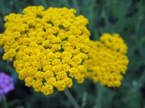 Staudenkulturen Wauschkuhn Achillea filipendulina 'Coronation Gold' - Schafgarbe - Staude im 9x9cm Topf