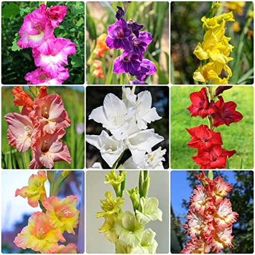 blumenzwiebeln mehrjährig winterhart gladiolen Gladiolus, ausgefallene geschenke blumendeko dekoration wohnzimmer deko wohnzimmer modern indoor garten 10 Stück
