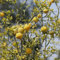 100 pcs bitterorange pflanze samen, obstbäume, zimmerpflanzen bitterorange baum - Poncirus trifoliata - biosaatgut, garten-geschenke zwergobstbäume, zimmerpflanze säulenobst winterhart,
