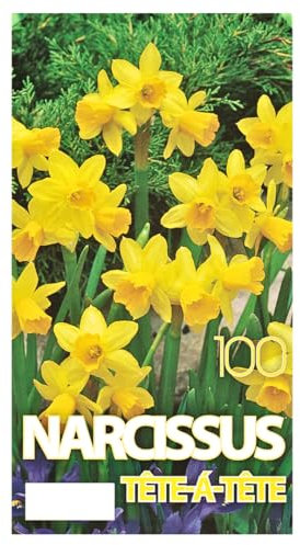 Narzissen Tete-A-Tete Bio, winterharte Blumenzwiebeln für Garten und Balkon (100)
