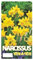 Narzissen Tete-A-Tete Bio, winterharte Blumenzwiebeln für Garten und Balkon (100)
