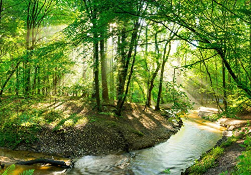 wandmotiv24 Fototapete Wald mit Bach bei Sonnenschein, XL 350 x 245 cm - 7 Teile, Wanddeko, Wandbild, Wandtapete, Wasser, Laub, Baum M5750