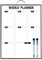 ANLIOTE Weekly Planner Whiteboard for Wall Door Hanging, 40x30cm Aluminum Frame Small White Board with Handle, A3 Magnetic Calendar as Meal Planning, to Do List, Daily Planner for Home Kitchen Office