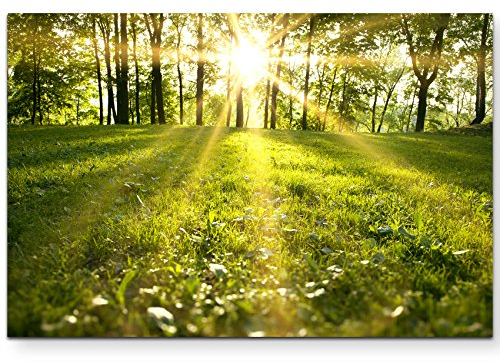 Paul Sinus Art Leinwandbilder | Bilder Leinwand 120x80cm Frühlingserwachen im Wald