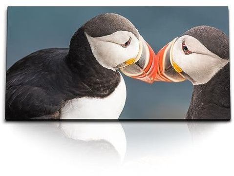 Paul Sinus Kunstdruck Bilder 120x60cm Papageitaucher Puffin Vogel Pärchen Tierfotografie