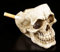 Cendrier - Tête de Mort sans Haut de tête Figurine Gothique Déco Crâne