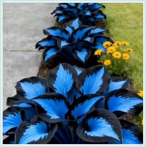 Hosta Vaso Rari Graceful/Crescita Rapida Bellissimo Giardino.-4knolle-N