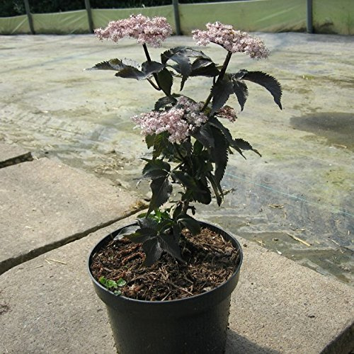 Black Tower®, Sambucus nigra, rotblättriger Säulenholunder Holunder in Säulenform ca. 40-60 cm