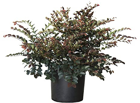 KENTIS - Loropetalum Chinensis Fire Dance – Riemenblüte - Winterharte Pflanzen für Garten – Hoch 60-70 cm Topf Ø 24 cm