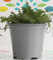 Camomilla pianta di Camomilla su vaso cm 14 in confezione da 2 piante