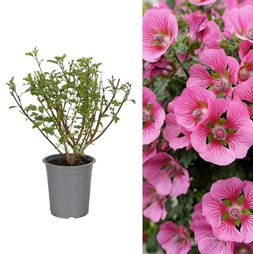Anisodontea Capensis - Cape Mallow Plant - Flowering Garden Plant 15-25cm in Height (1 Plant)