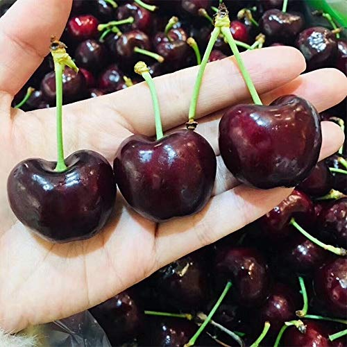 Harddo Kirschsamen, 20 Stücke Kirschsamen Organische Bonsai Samen Obst Samen Seltene Schwarz Rot Kirschtopf Samen für Hausgarten