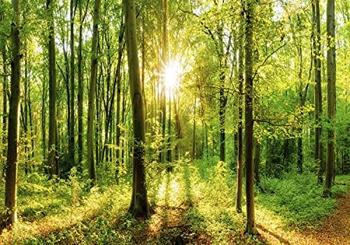 decomonkey Fototapete Wald 550x250 cm Eckfototapete Design Tapete Fototapeten Tapeten Wandtapete moderne Wand Schlafzimmer Wohnzimmer Natur