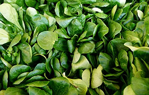 Lotto di 500 semi di lattuga d'agnello verde a cuore pieno 2 - Sapori eccezionali - Ricco di vitamine - 100% naturale - Qualità gustativa - Garanzia di germinazione - Semi riproducibili al 100