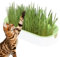 Katzenminze Set – Katzen-Snack-Set | -Tablett in Form einer Katzenminze, kreativer Blumentopf für Zuhause, Kinderzimmer, Balkon, Terrasse, Weiß, 21