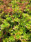 Sibirische Fetthenne Immergrünchen - Sedum hybridum Verpackungseinheit 5