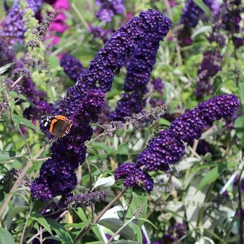 Sommerflieder Buddleja Black Knight - Duftend und Winterhart