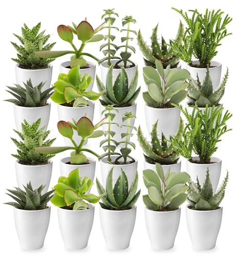 vdvelde․com - Piante grasse vere 20 pezzi, vaso ceramica bianco Ø 6 cm