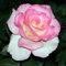 Rosen pflanzen winterhart - rosafarbene zwiebeln winterharte mehrjährige Sträucher – duftende Rosen – Hybridrosen-3Pflanze-F