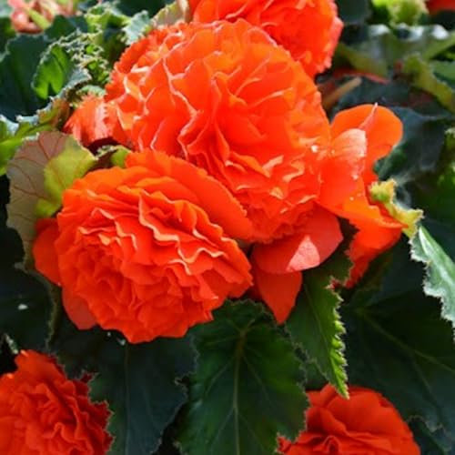 Carbeth Plants Begonia Nonstop Orange Summer Bedding Plant 3 x 9cm Pots - Easy Grow Garden Ready Weather Resistant Outdoor Shrubs - Summer Flowers for Beds, Borders, Pots & Containers