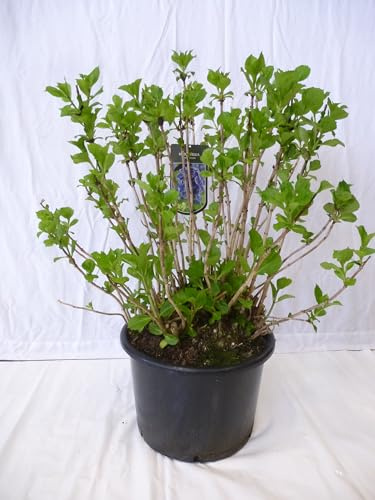 [Palmenlager] XXL Hydrangea macrophylla Bodensee - Bauernhortensie - 100 cm - großer XXL Topf 38 cm Ø - blaue Blüten // Hortensie - winterharte Gartenpflanze