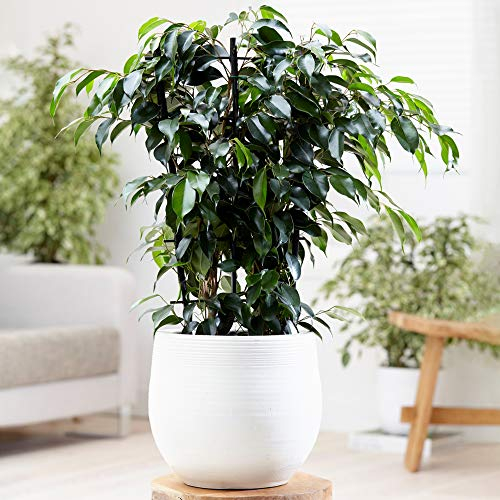 Gardener's Dream Ficus Benjamina Danielle - Birkenfeige Zimmerpflanze, Immergrün, echte Zimmerpflanzen, 30-40 cm luftreinigende große Pflanze, ideal für kleine Zimmer, Büro, Wohnzimmer