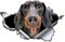 wojonifuiliy01 Personalisierte Autoaufkleber, einfaches und filigranes Design, geeignet für alle Gelegenheiten Sticker Moped (B, One Size)