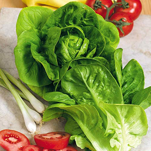 Suttons Seeds - Lettuce Seeds - Little Gem, Average Packet Contains 900 Seeds. Grow Your own Lettuce