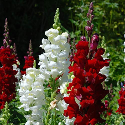 3000 semi di cimelio di alta qualità - Bellissimi e luminosi e aggiungono colore al tuo giardino di casa! - Antirrhinum majus - Massima qualità, semi di varietà antiche non OGM;